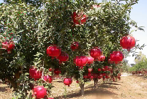 The state government has no intention of planting orchards