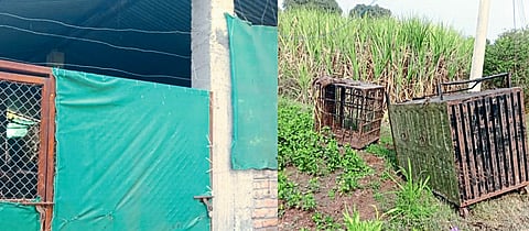 At midnight, the farmer called the forest minister