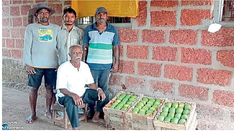 mango from konkan exports to ahmedabad from pawas in ratnagiri