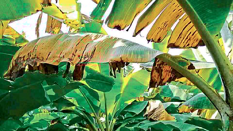 केळी पट्ट्याला १५० कोटींचा फटका
