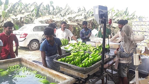 Banana exports depend on other state workers but return to the workers