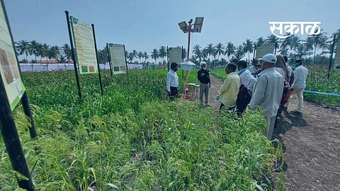 बारामतीत शेतकऱ्यांना पडली भरडधान्य शेतीची भुरळ 