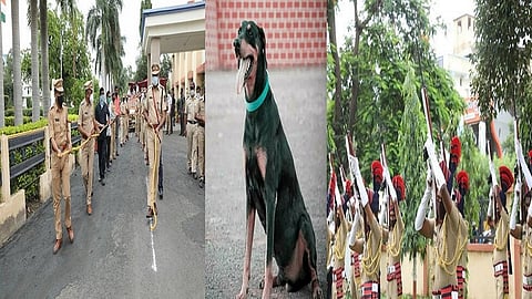 beed dog.jpg