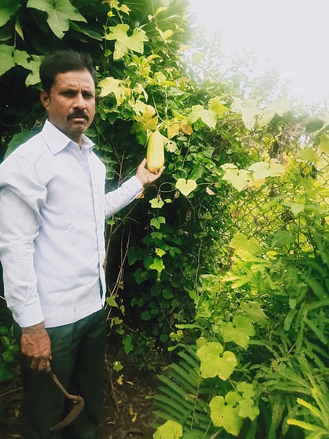 सोलापुरात भगत यांच्या परसबागेत 63 प्रकारची फळे आणि भाज्या 