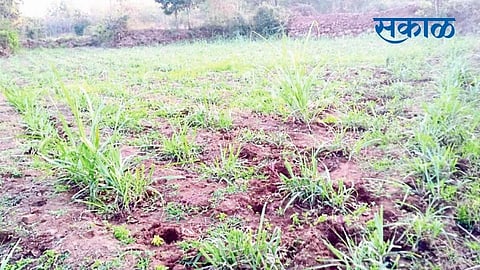 Damage To Sugarcane And Maize Crops In Ajara Taluka Kolhapur Marathi News