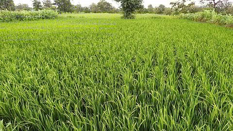 Satara Latest Marathi News, Satara Agricultural News