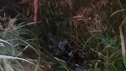 मुंबईत रस्ते अपघातात गरोदर मादी बिबट्याचा मृत्यू