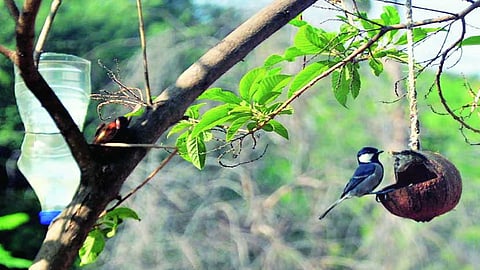 पक्ष्यांच्या किलबिलाटासाठी इस्लामपूरच्या शिक्षकाची धडपड