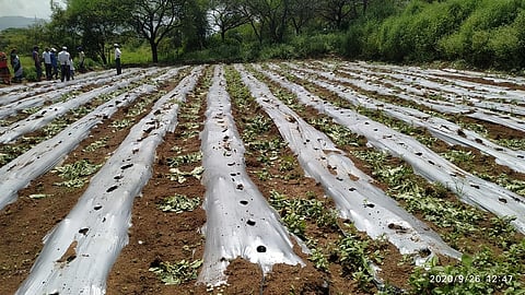 brinjal farm.jpg