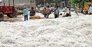 cotton