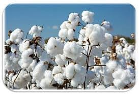 cotton