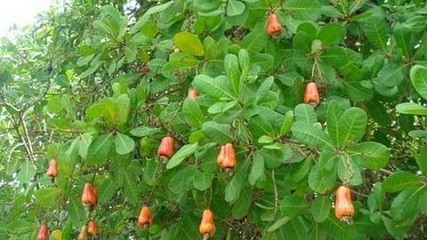 150 cashew trees destroyed konkan rain update