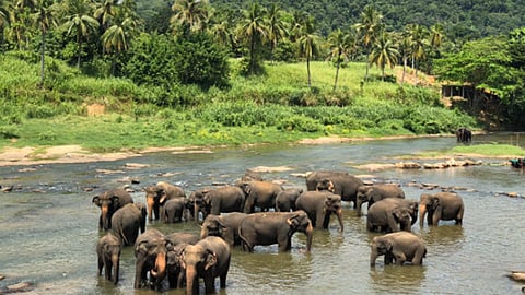 हत्ती, श्रीलंका अन् भारत!