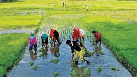 online reporting direct from farm the concept run by in ratnagiri easy to monitoring of officers and employees