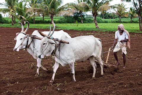 farmers and their oxen had to  twentyseven kilometers to sow paddy in the fields