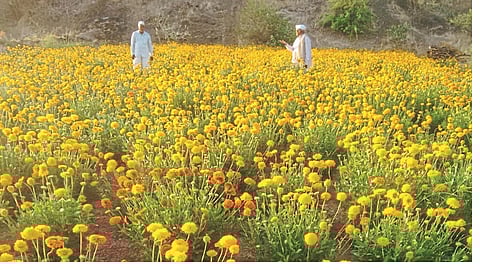 flowers