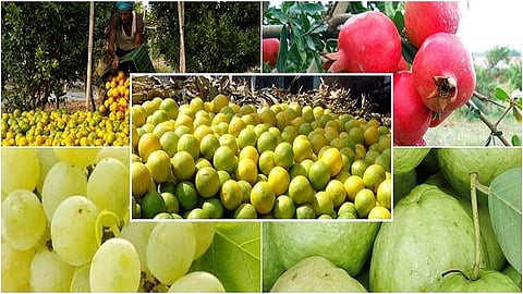 fruit crop insurance scheme nashik marathi news