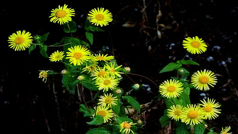 new species of flower in konkan named as vikram gokhale contribution of five professors in ratnagiri