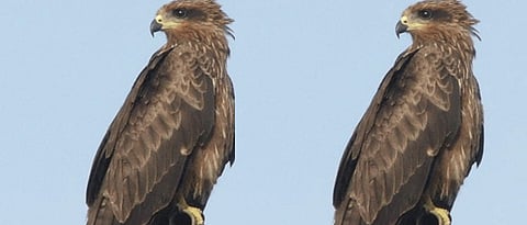 Ghar bird special story in marathi