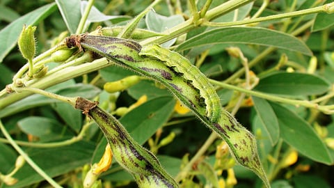 Akola News: Loss of tur crop due to cold and larvae