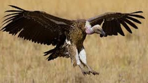 vulture is the messenger of cleanliness today's vulture day is celebrated on online