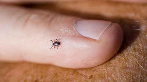 congo fever disease from animal transmitted from people in ratnagiri its dangerous to people