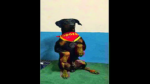 google dog.png
