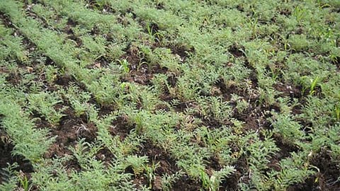 weather effect on toor and grams crop in yavatmal