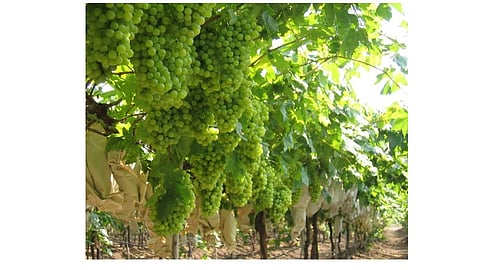 Due to lack of labor, grape pruning was carried out in Tasgaon taluka