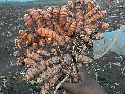 Turmeric production of up to 40 quintals per acre