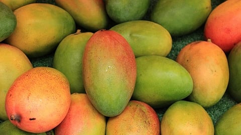 to identify hapus mango sale in mumbai and pune market from konkan