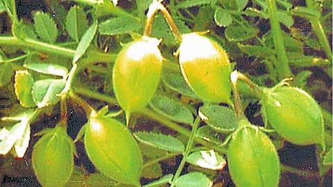 गुणकारी अन् औषधी हरभरा