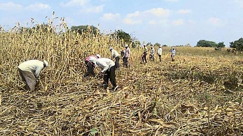 jawar harvest work in progress in Karjat taluka
