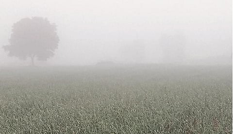 Influence of diseases on the onion crop due to fog