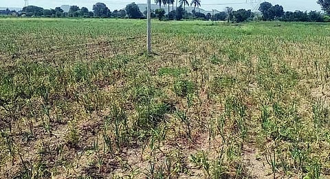 Onion rotted in the depot itself, in thirteen thousand hectares of water