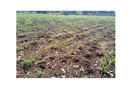 Kowade, Pedrewadi Farmers suffer Kolhapur Marathi News 