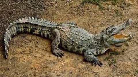 the crocodile look in tilari area to farmers in konkan sindhudurg it's dangerous to people