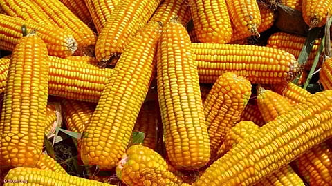 maize-18-640.jpg