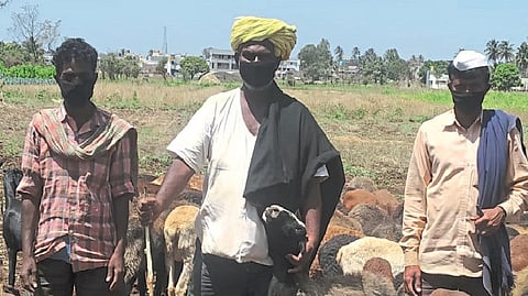 shepherds taking precautions even in the desert belgaum marathi news