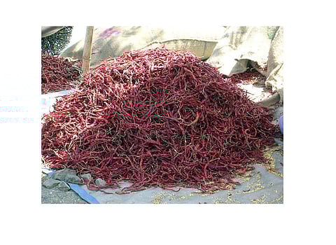 "Corona" Affected Gadhinglaj's Chilli Market Kolhapur Marathi News