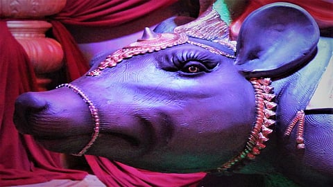 In Ajra-Chandgad Area, There Is An Offering Of Mutton To Rats Kolhapur Marathi News