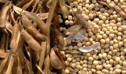 farmers not arrived yet for soybean selling in nafed wardha