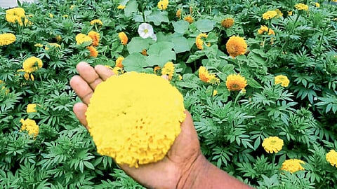 सोसायटीत बहरला गांडूळ खतावर झेंडू