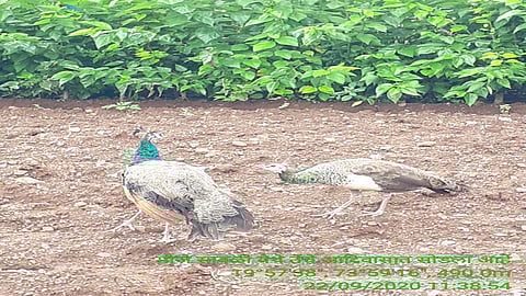 peacock.jpg