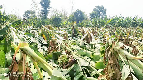 rain dodamarg konkan sindhudurg