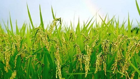 rice farm.jpg