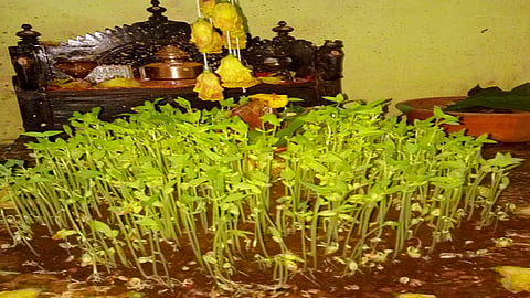 tradition of navratri festival is ghatasthapana in village area increases the grain of home in ratnagiri