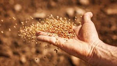 Seed rates skyrocket at sowing farmers re emerge after lockdown
