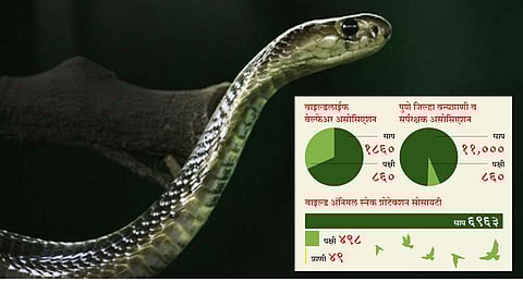snake