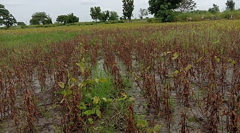 सोयाबीन